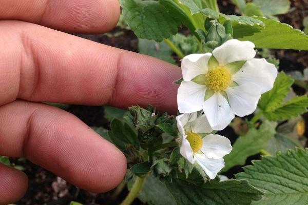 fleurs de fraise