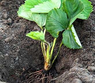 planting strawberries