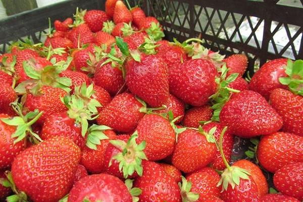 boîte à fruits