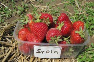 Description et caractéristiques de la variété de fraise syrienne, culture et entretien