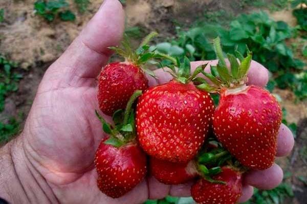 berries in hand