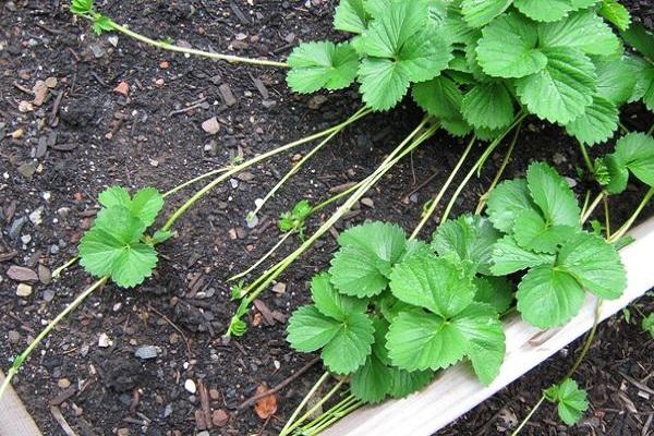 vermeerdering van aardbeien