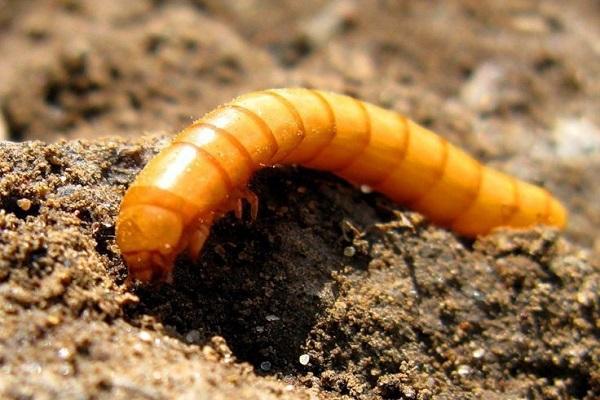 hunting wireworm