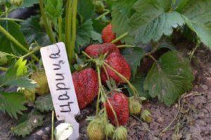 Description and characteristics of the Tsaritsa strawberry variety, cultivation and care