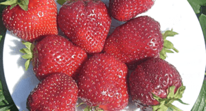 Descripción y características de las fresas Vima Rina, plantación y cuidado.