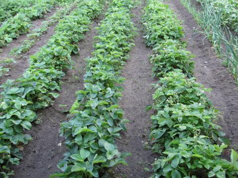 strawberry bed