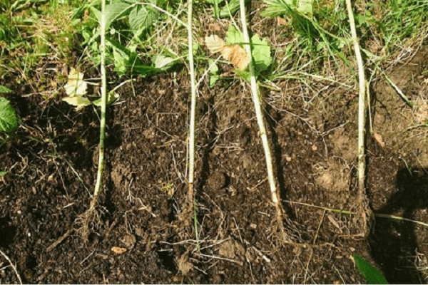 raspberry roots