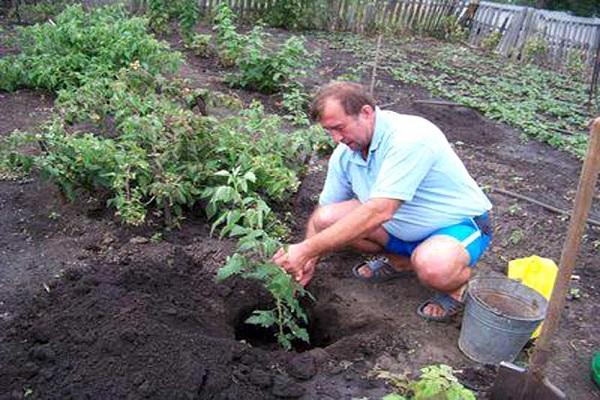 planting raspberries