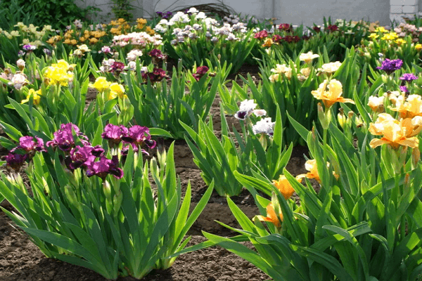 parterre de fleurs de grand-mère