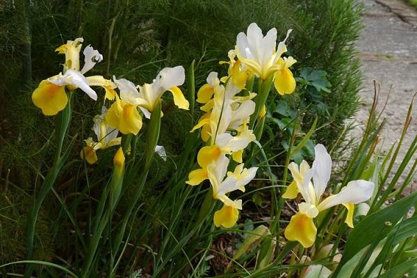 yellow bloom