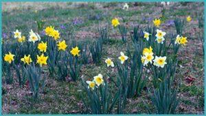 When to transplant daffodils to another location, in spring or fall