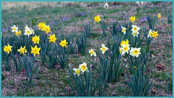 daffodil transplant