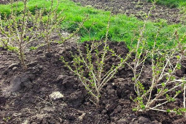 spring gooseberry