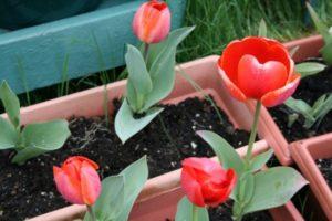 Cuándo y cómo plantar tulipanes en los Urales en otoño, especialmente en crecimiento.