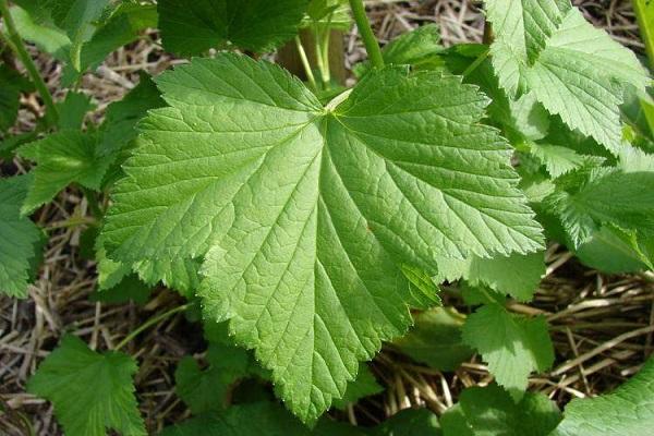 currant leaves