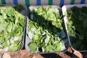 When to collect and how to properly dry currant leaves for the winter for tea