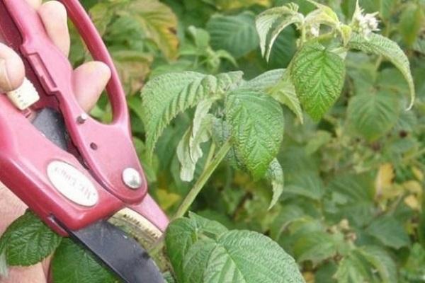 leaf trimming