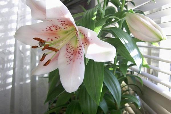 lily by the window