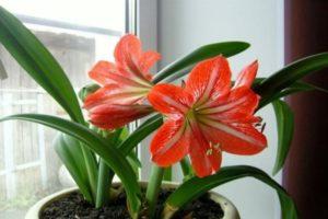 Choosing a variety of indoor lilies, how to grow and care at home