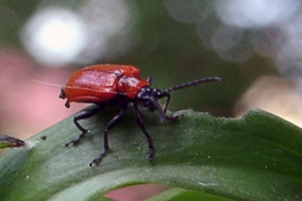 parasite pour une fleur