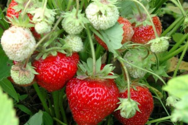 strawberry bush