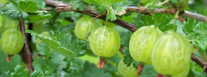 ripe gooseberry