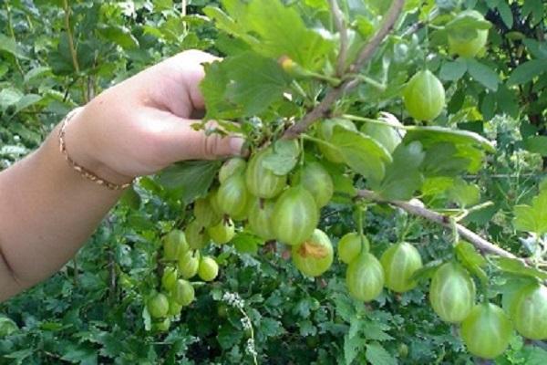 green berries