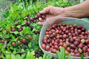 Kapan dan bagaimana memilih buah gooseberry dengan betul agar tidak tusuk