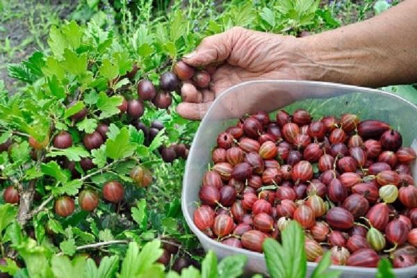 contenant de fruits