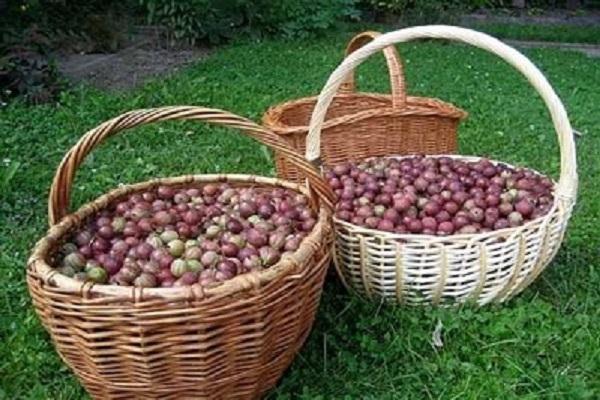 harvest baskets