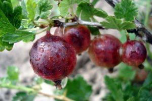 Descripción y características de la variedad, cultivo y cuidado de la grosella espinosa cónsul.