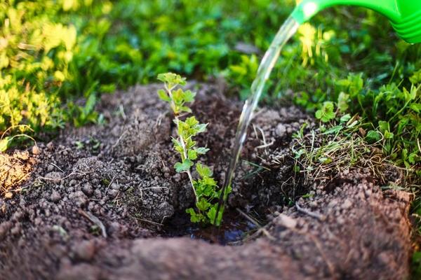 seedling care