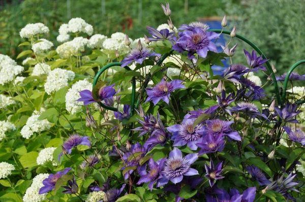 clématite de fleurs