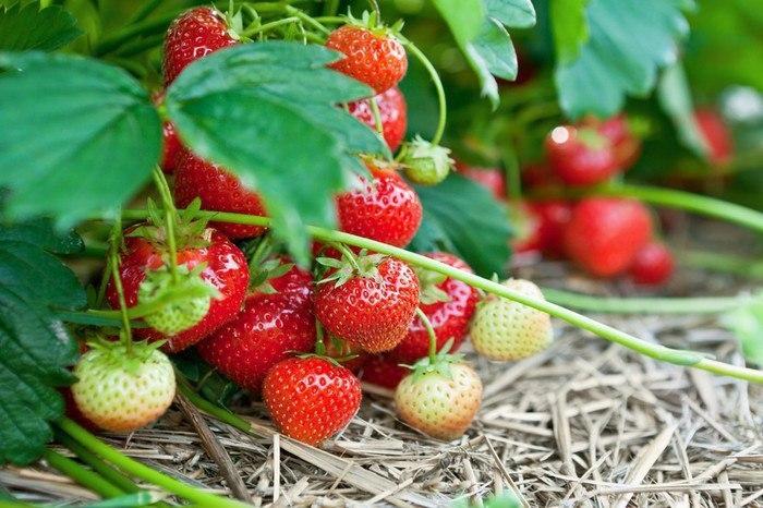 mulching strawberries