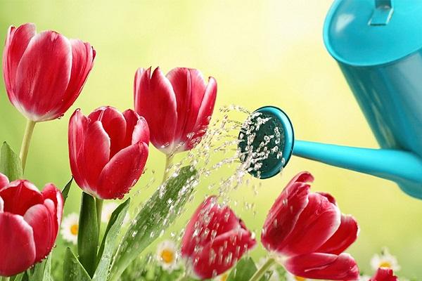 watering from a watering can