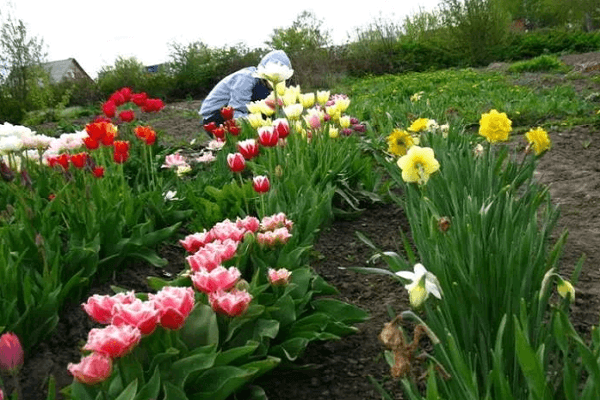 trasplante de plantas