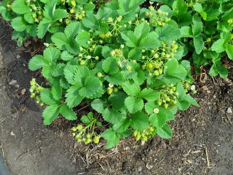 strawberry bush black prince