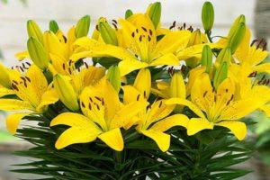 Description of varieties of Asian lily, planting and care in the open field