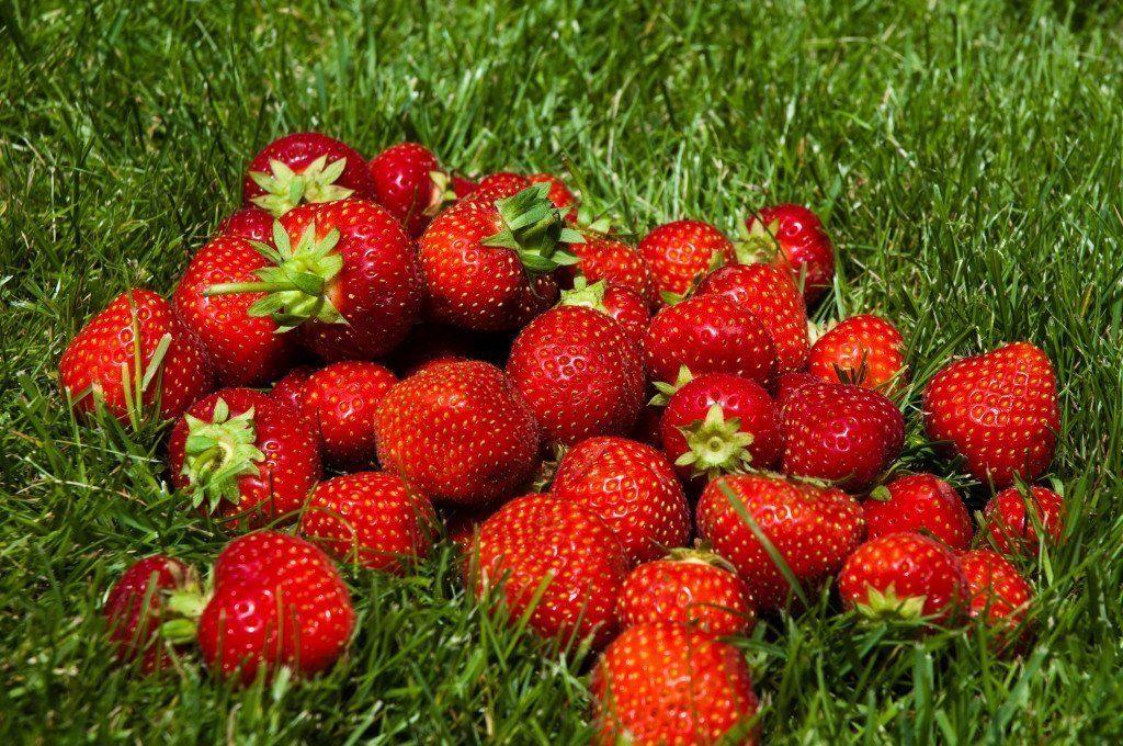 strawberi masak