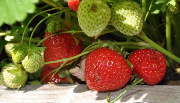 strawberry bush