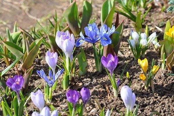 cama de flores