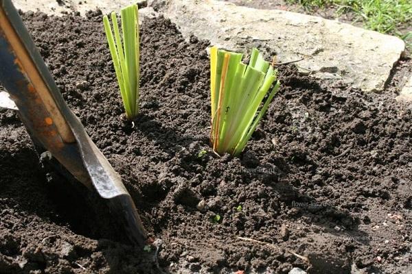 plantar un arbusto