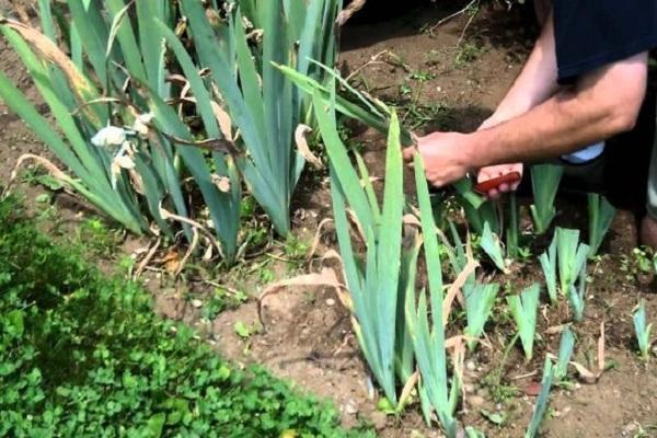 quitamos el macizo de flores