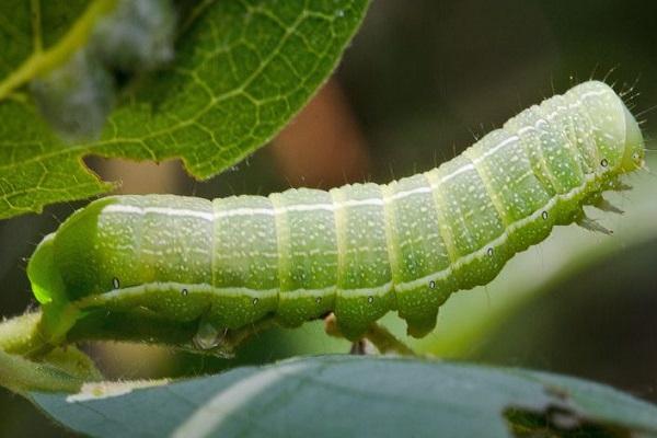 green caterpillar