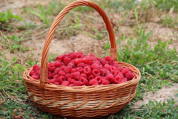 Raspberry basket