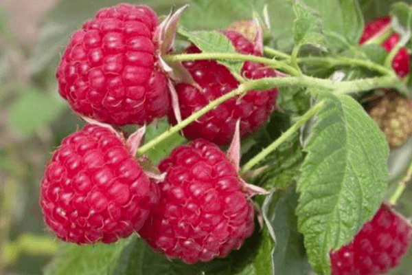 Raspberry picking