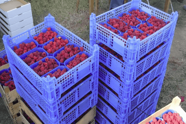 Récolte de framboises