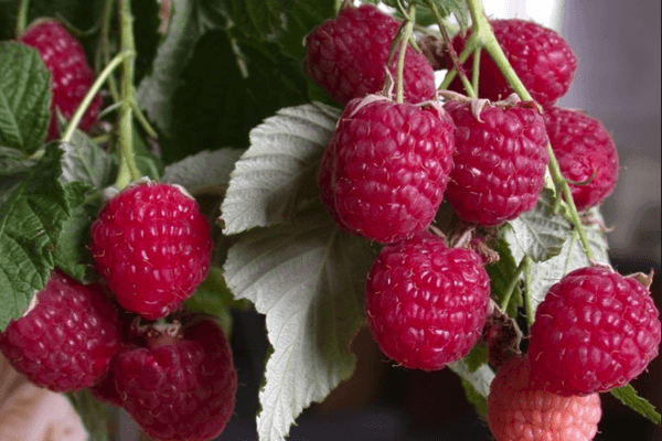 Raspberry hutan