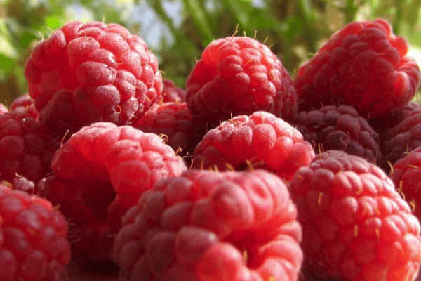 Ripe berries