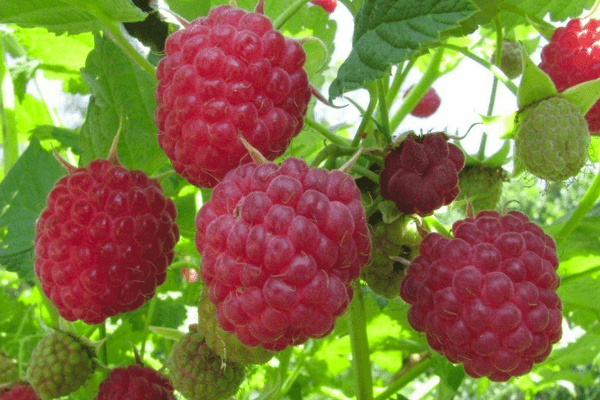 Fruta de frambuesa